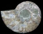Agatized Ammonite Fossil (Half) #56324-1